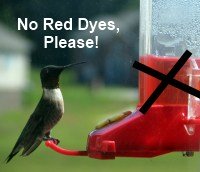 hummingbird food recipe make your own nectar hummingbird food recipe make your own nectar