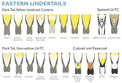 Warbler Identification Chart