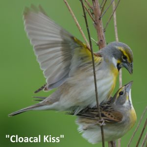 dickcissels mate with a cloacal kiss