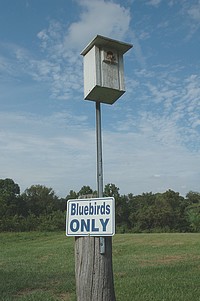 Bluebird Nest Box Information by John E. Wylie Construction The top 