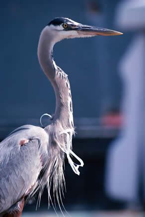 great blue heron with six-pack rings stuck around neck