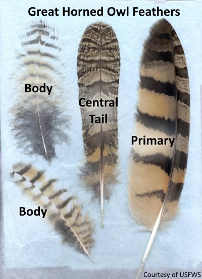 Feather Identification Chart