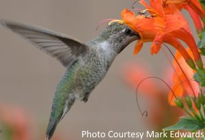 Hummingbirds Nectar Recipe, Feeders, Entertaining Data photograph relating to Printable Hummingbird Nectar Recipe referred to as Hummingbirds Nectar Recipe, Feeders, Enjoyment Info