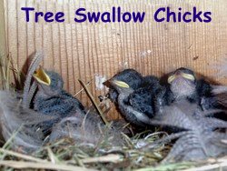 Swallow Bird House Plans Free