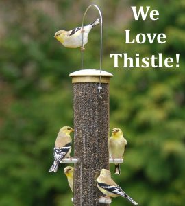 wild bird food what bird seed do birds prefer hacer chart