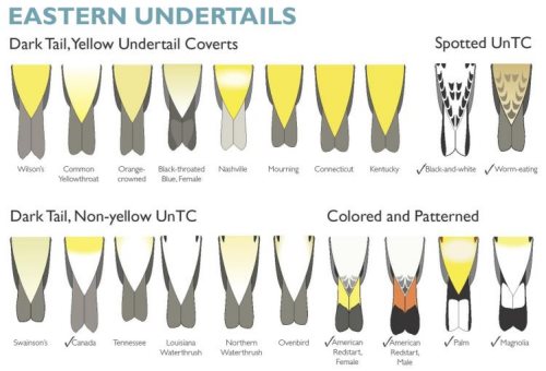 the ultimate warbler field identification guide warbler identification chart