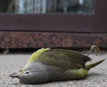 bird window collisions prevention tips bird window collisions prevention tips