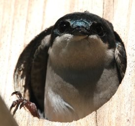 Birdhouse Hole Diameter Chart