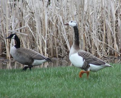 canada goose barnacle goose hybrid canada goose barnacle goose hybrid