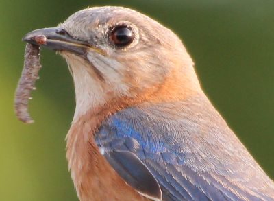 female eastern bluebird carry grub to feed young