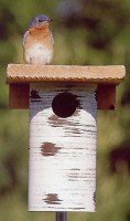 gilbertson bluebird house plans