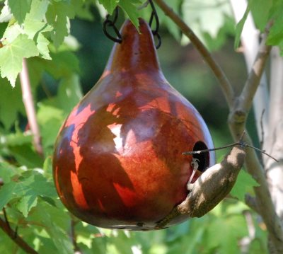Hacer Gourd alimentadores de aves | HGTV