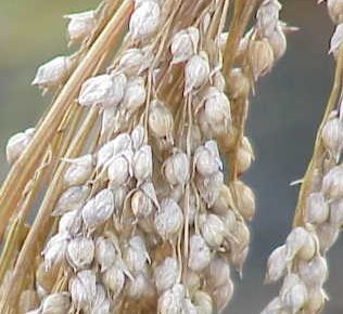 White Proso Millet vs Red Millet vs Milo For Birds