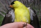 American Goldfinch