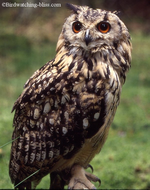  Eurasian Eagle Owl Bubo bubo 