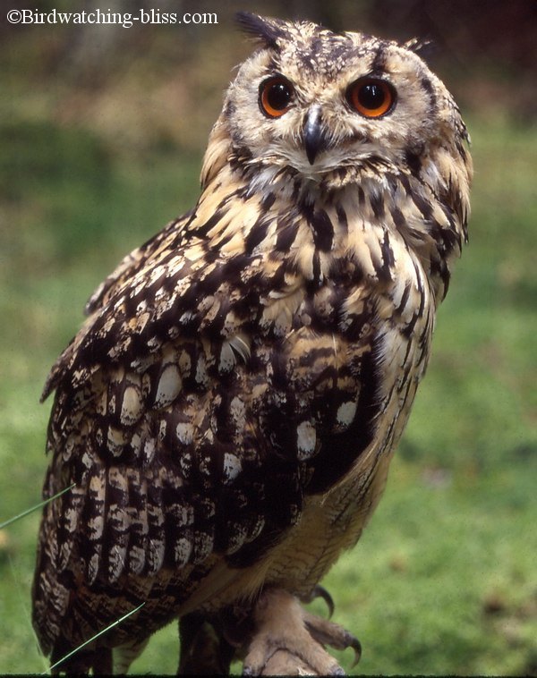 Eurasian Eagle Owl Bubo bubo