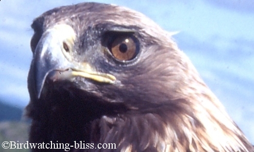 golden eagle head. Adult Female Golden Eagle