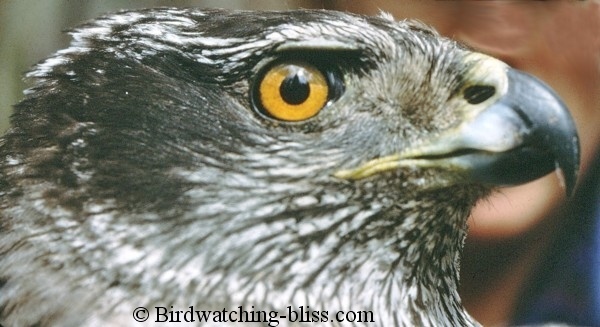 http://www.birdwatching-bliss.com/images/Northern_Goshawk_adult_head_large.jpg