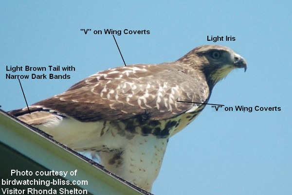Juvenile Red-tailed Hawk Identification from the back: