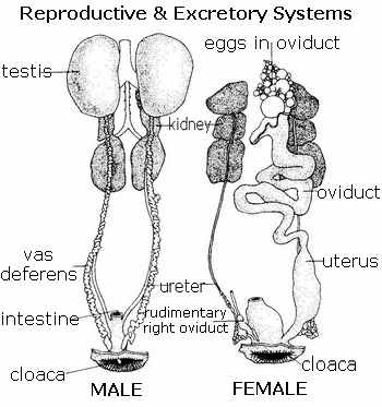 Bird Reproduction and Anatomy