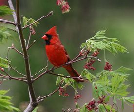 northern cardinal