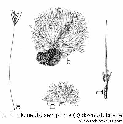 Types Of Bird Feathers Chart