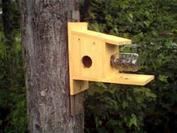 Squirrel Feeder Plans