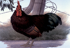 Rhode Island Red Hen