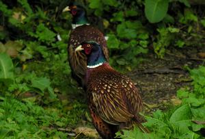 us state bird of south dakota ring necked pheasant