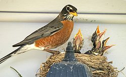 Robin Bird House Plans