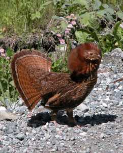 pennsylvania state bird ruffed grouse