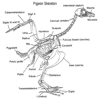 In the chicken foot dissection, we're heading through a labyrinth of muscle, bone, and tendon to find out. Bird Skeleton - What's Unique?