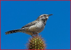 Arizona State Bird Cactus Wren