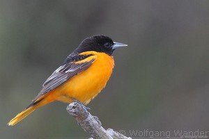 maryland state bird baltimore oriole