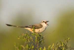 oklahoma state bird scissor tailed flycatcher