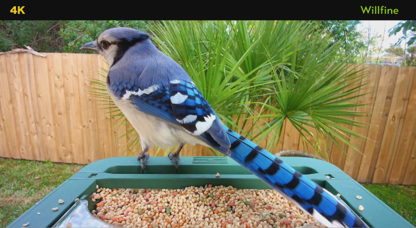 4k bird feeder camera