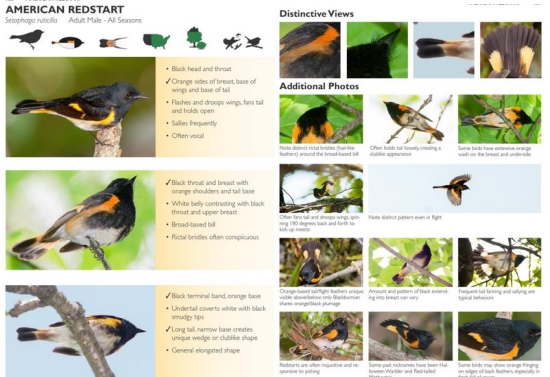 american redstart identification from warlber guide