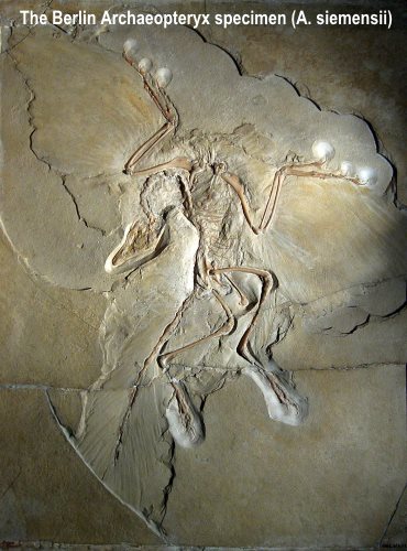 archaeopteryx bird fossil evidence of bird origin and feathers