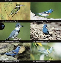 Audubon bird field guide