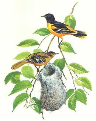Baltimore Oriole Nest with male and female