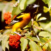 Baltimore Oriole benefits from bird friendly coffee