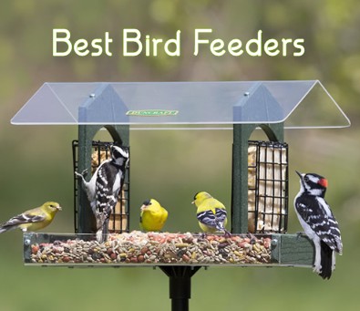 best bird feeders reviews