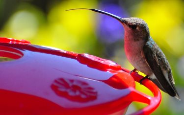 best hummingbird feeders