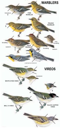 learn the bird families