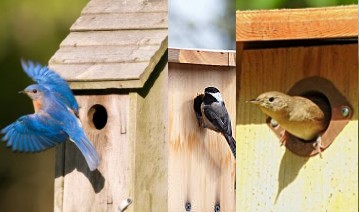 bird house dimensions for different species