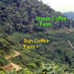 Shade Grown Coffee vs Sun Grown