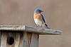 bluebird box