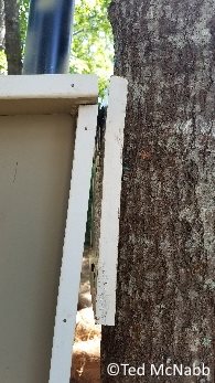 bluebird house plans mounting to tree