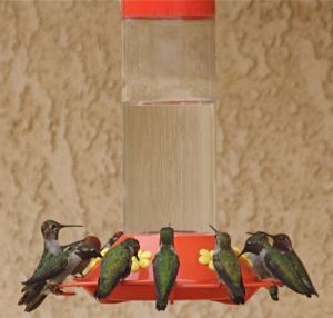 clear homemade hummingbird food will still attract birds
