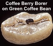 Birds help reduce the coffee berry borer damage to coffee plantations